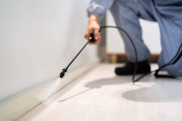Bed Bug Pre-Treatment Preparation Assessment in Puhi