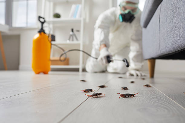 Post-Treatment Bed Bug Interceptor Monitoring in Puhi